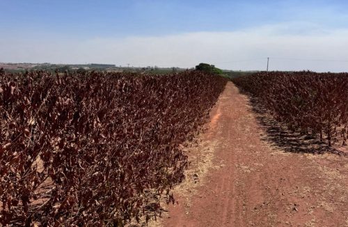 Falta de chuvas por longo período já compromete a produção de café na Alta Mogiana - Jornal da Franca