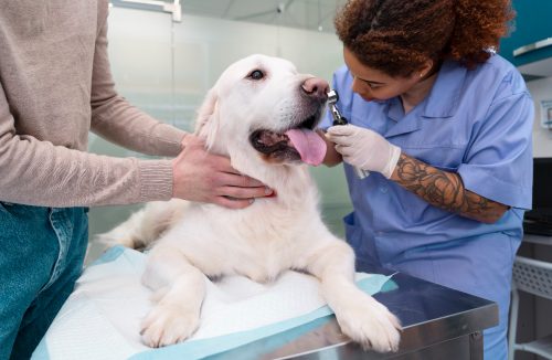 Câncer é hoje uma das principais causas de morte de cães e gatos. Veja os sinais - Jornal da Franca