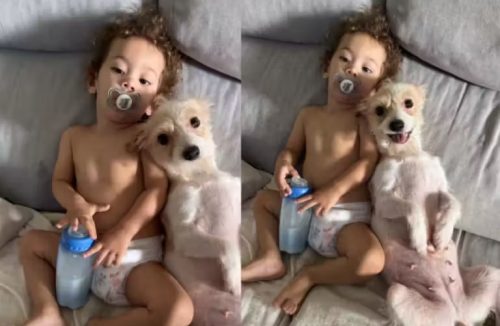 Cachorrinha larga os próprios filhotes para cuidar de uma criança doente - Jornal da Franca