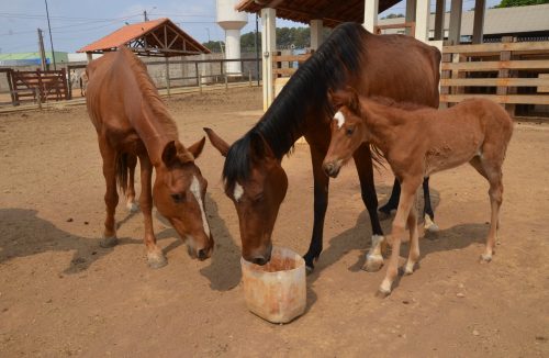 Animais de grande porte serão leiloados pelo Canil Municipal de Franca no dia 15 - Jornal da Franca