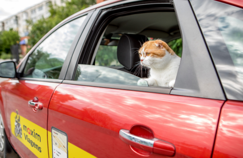 No Dia Mundial dos Animais, Maxim lança serviço de transporte de pets em Franca - Jornal da Franca