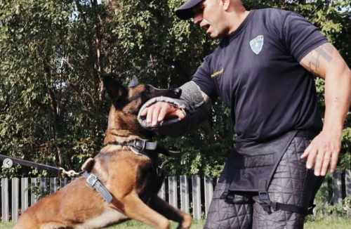 Como são criados e treinados os cães policiais da Polícia Militar de São Paulo - Jornal da Franca