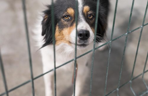 Saiba quais são os cinco maiores motivos dos cães fugirem de casa - Jornal da Franca