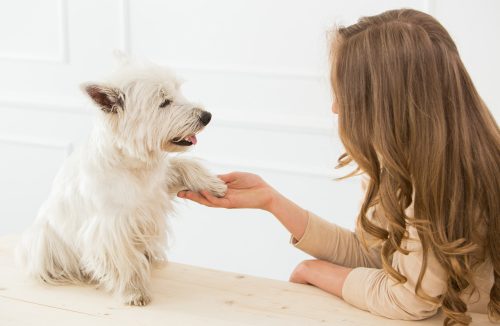 Cães estão entrando em uma nova fase da evolução, descobre pesquisa científica - Jornal da Franca