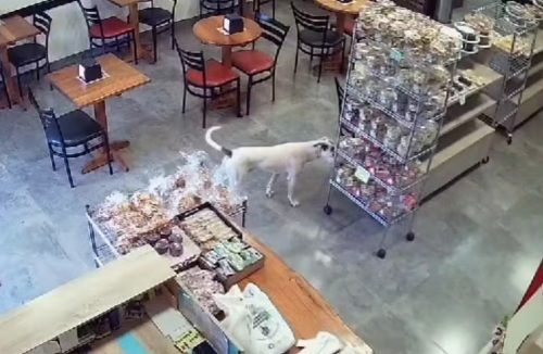 Cachorro ‘furta’ pacote de biscoitos em padaria de São Joaquim da Barra, SP - Jornal da Franca