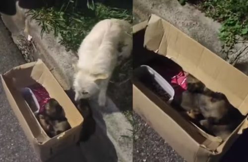 Cachorrinha com cinco filhotes para uma viatura da polícia para pedir ajuda - Jornal da Franca