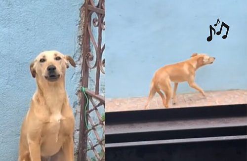 Vira-lata solta o “gogó” e canta a música do carro do gás toda vez que ele passa - Jornal da Franca