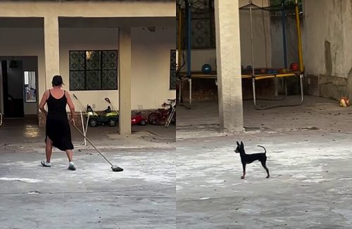 Avó tem ideia genial para passar ilesa em pátio defendido por cãozinho mini-pinscher - Jornal da Franca