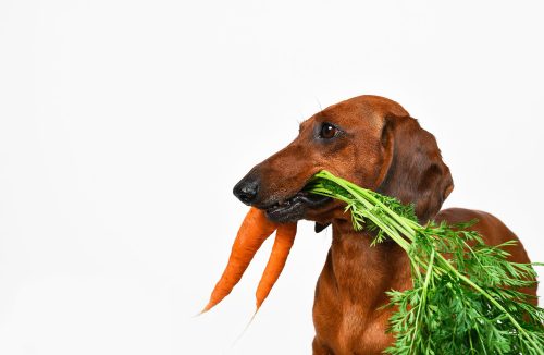 Alimentação natural para pet: tabus, benefícios e o passo a passo para a transição - Jornal da Franca