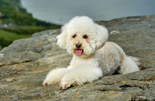 Conheça as raças de cães mais carinhosos do mundo, que derretem os corações - Jornal da Franca