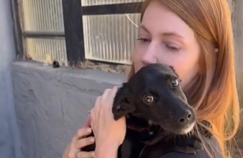 Após receber amor pela primeira vez, cão que chorava agradece de maneira comovente - Jornal da Franca