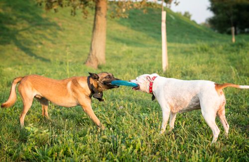 O que fazer se você se deparar com um cão bravo? Veja algumas dicas de segurança - Jornal da Franca