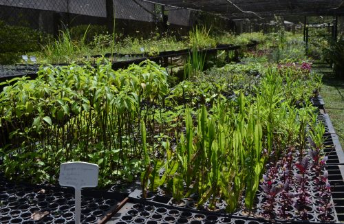 Oficina de plantas medicinais tem 40 vagas abertas em Franca: garanta a sua! - Jornal da Franca