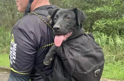 Cachorrinha segue ciclistas em trilha de bike por 15 km e é adotada por um deles - Jornal da Franca