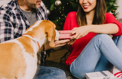 Veja uma lista de presentes de Natal úteis e criativos para mimar os animais - Jornal da Franca