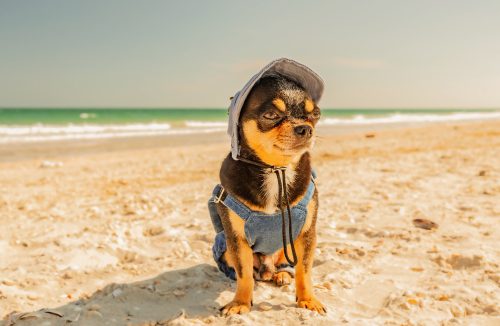 Com a chegada das férias, veja os cuidados necessários com os animais na praia - Jornal da Franca