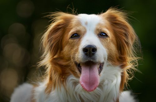 Já está valendo a lei que autoriza a criação do Cadastro Nacional para pets - Jornal da Franca