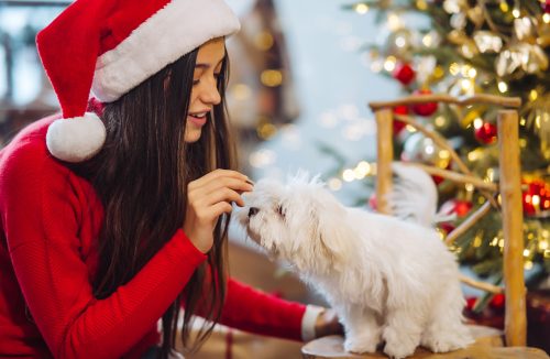 Confira dicas essenciais para cuidar dos pets nas festas de final de ano e férias - Jornal da Franca