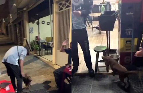 Clientes de bar fazem vaquinha para tratar cão de rua, e ele retribui com gratidão - Jornal da Franca