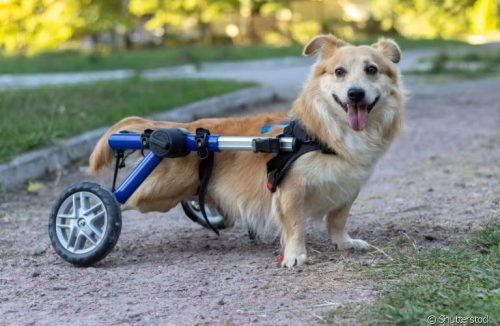 Pets PCD: como adaptar a casa para animais com deficiência? Aprenda agora! - Jornal da Franca