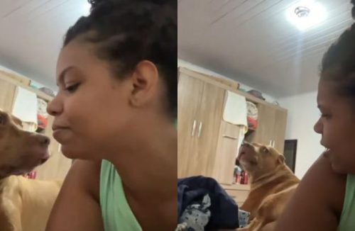 Tutora e seu cachorro ficam de mal um com outro e cena diverte a internet - Jornal da Franca