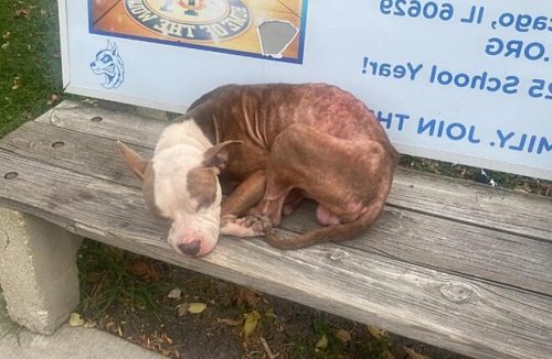 Cão pitbull abandonado treme em banco de ônibus e recebe segunda chance emocionante - Jornal da Franca