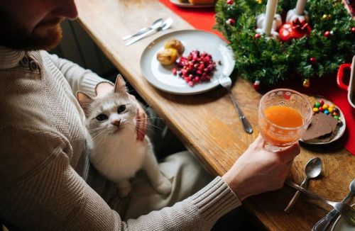 Pets na ceia de Natal: saiba quais são os alimentos que fazem mal para eles - Jornal da Franca