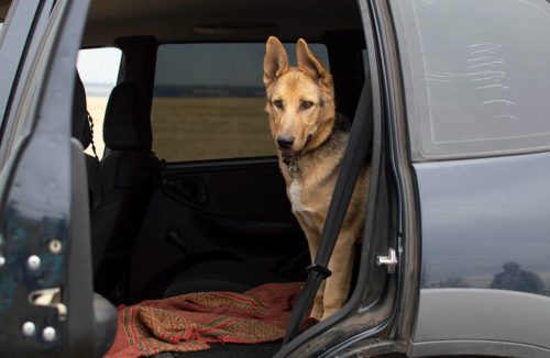 Férias chegam e trazem um dilema para as famílias: viajar ou não com os pets? - Jornal da Franca