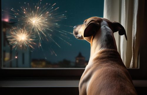 Fogos de artifício no final do ano: como lidar com o estresse nos pets e nas pessoas - Jornal da Franca