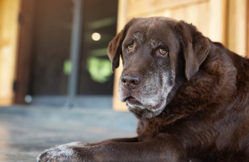 Quando os cachorros ficam idosos? Pesquisa revela segredo da idade canina - Jornal da Franca