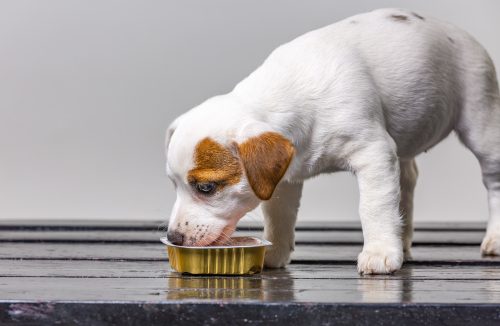 Oito sabores de diferentes: prepare esses alimentos e os cachorros vão te agradecer - Jornal da Franca