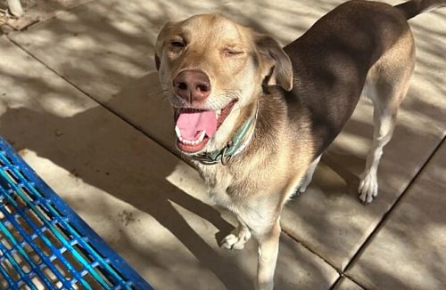 Cachorro amigável espera em um estacionamento com um bilhete de partir o coração - Jornal da Franca