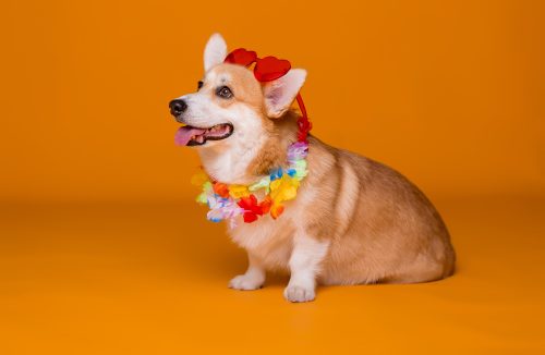 Carnaval com os pets: cuidados necessários para curtir a folia em segurança - Jornal da Franca