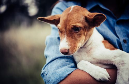 Veja quatro perguntas e respostas sobre os cuidados com seus animais idosos - Jornal da Franca