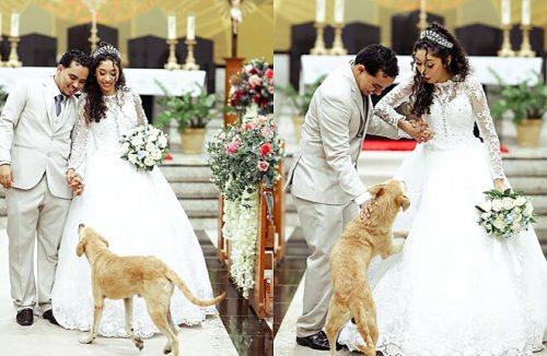 Quando estava tudo perfeito, cão caramelo surge na igreja e quase estraga casamento - Jornal da Franca