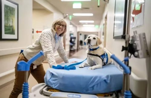 Cães treinados atuando em hospitais ajudam a aliviar esgotamento da equipe de saúde - Jornal da Franca