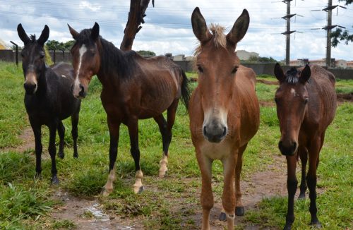 Leilão de animais de grande porte acontece em Franca nesta terça-feira, 25 - Jornal da Franca