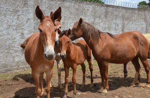 Leilão de animais de grande porte acontece na próxima terça-feira, 25, em Franca - Jornal da Franca