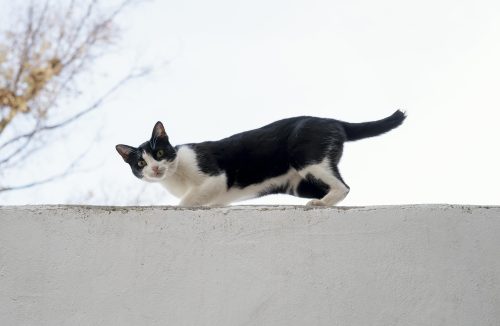 Por que os gatos gostam de ficar em lugares altos? - Jornal da Franca