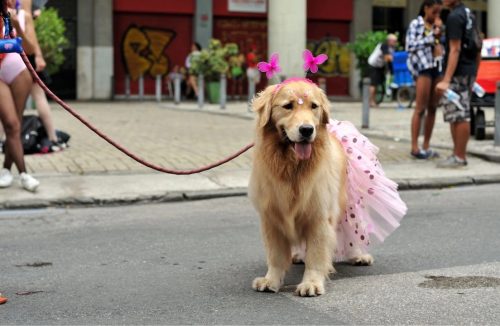 Saiba quais são 5 vilões para os cães nos bloquinhos de Carnaval - Jornal da Franca