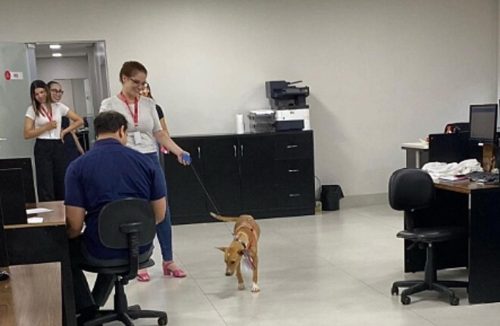 Funcionária não acredita no que patrão fez para cão de 3 patas que surgiu na empresa - Jornal da Franca