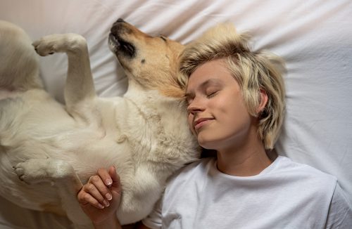 Como planejar um dia perfeitamente tranquilo para o cão que prefere tirar uma soneca - Jornal da Franca